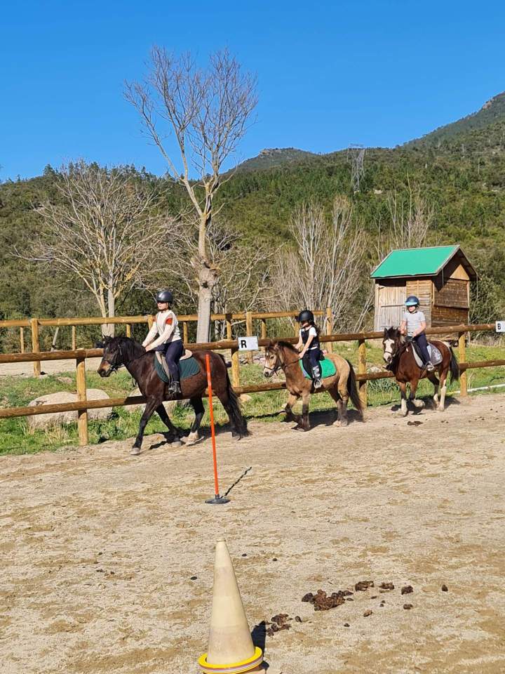 Cheval et poney de la pension Haute-Corse